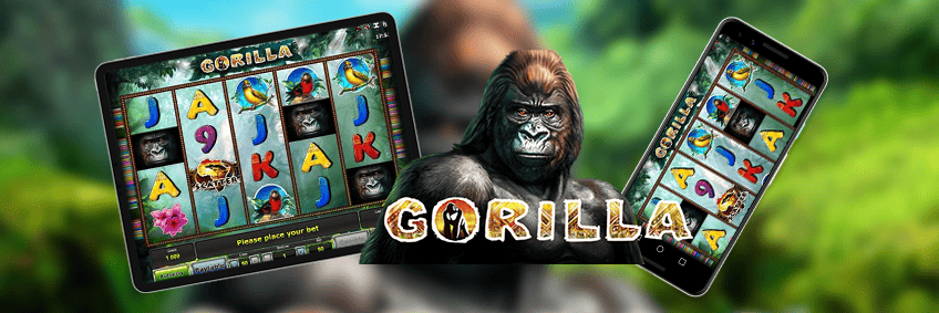 gorilla