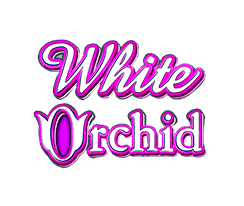 White Orchid