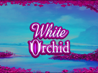 White Orchid