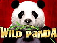 Wild Panda